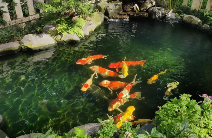 chong-tham-ho-ca-koi-1